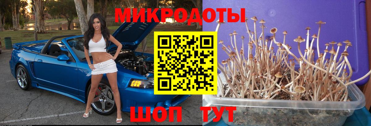 Псилоцибиновые грибы MAGIC MUSHROOMS Богданович